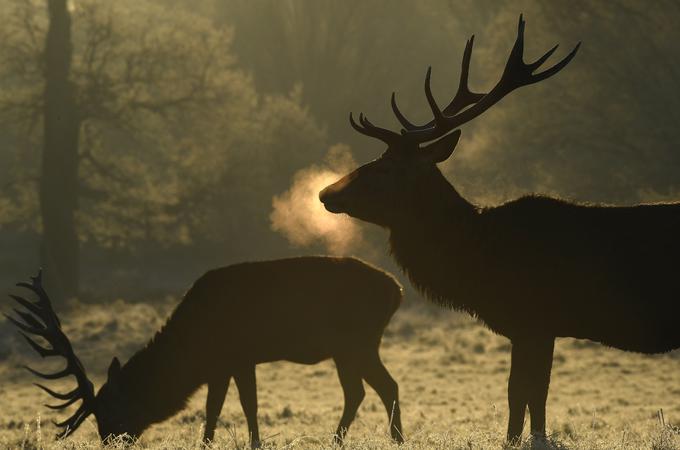 Dars in inštitut ERICo sta v začetku letošnjega leta z zvočnimi odvračalnimi napravami opremila vse priključke na gorenjski avtocesti in priključek Razdrto na primorski avtocesti. | Foto: Reuters