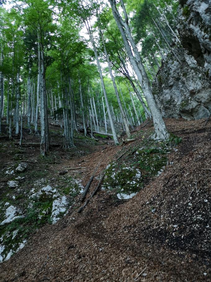 Spodnji del vzpona. | Foto: Matej Podgoršek