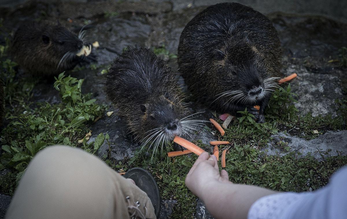 nutrije, nutrija, foto dneva | Foto Ana Kovač