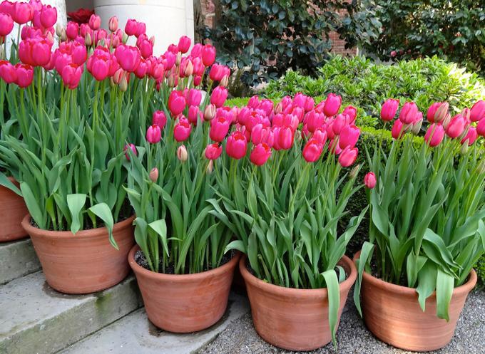 tulipani rože cvetje | Foto: Thinkstock