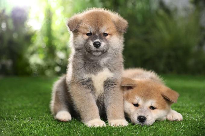 Kožuh pasme akita inu je lahko različnih barv, vključno z belo, rdečo, tigrasto in sezamovo. | Foto: Shutterstock