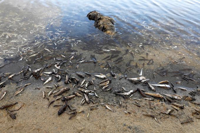 Mar Menor pogin rib | Foto: Reuters