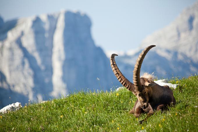 Triglavski narodni park, Julijske Alpe | Foto: Jošt Gantar (www.slovenia.info)