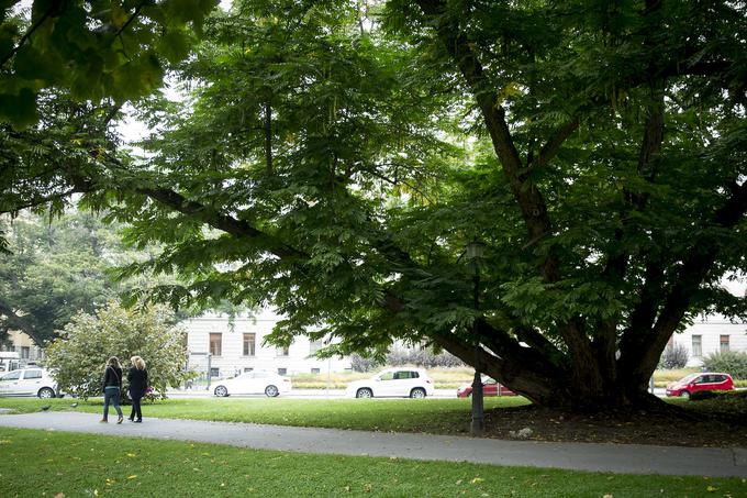 Miklošičev park je imel v preteklem stoletju različna imena. | Foto: Ana Kovač