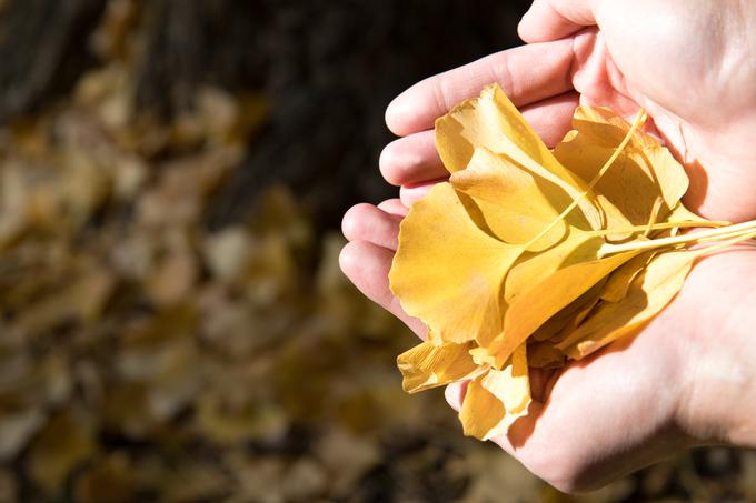 ginkgo biloba | Foto: 