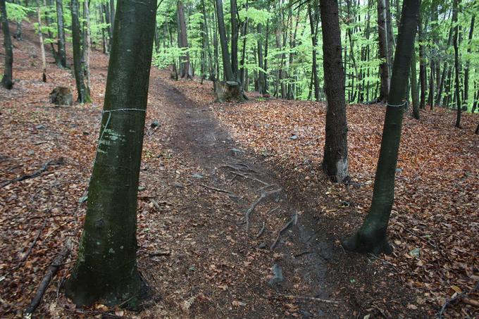 Bodeča žica napeta med drevesi na Mariborskem Pohorju | Foto: PU Maribor