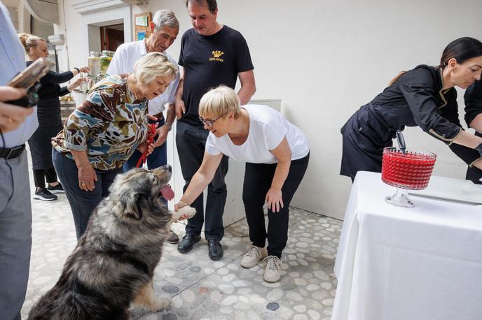 kraški ovčar | Kraški ovčar je edina avtohtona slovenska pasma psov in po navedbah Kinološke zveze Slovenije velja za slovensko naravno dediščino. Mednarodno so bili kraški ovčarji priznani že leta 1939, takrat še pod imenom ilirski ovčar, vnovič in z današnjim imenom "kraševec" pa leta 1968. | Foto STA