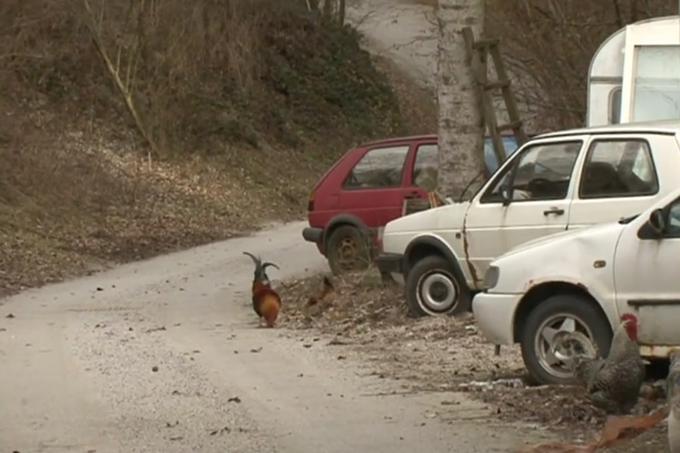 Limbuš | Foto: Planet TV