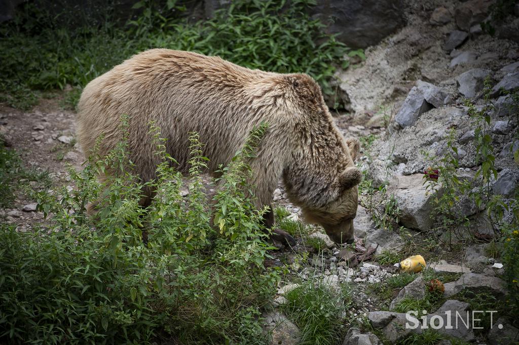 Živali v ljubljanskem živalskem vrtu se hladijo s sladoledom