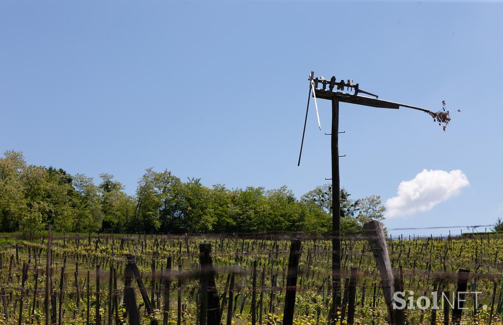 Ekološka kmetija Valentan Vodole Malečnik vino vinograd