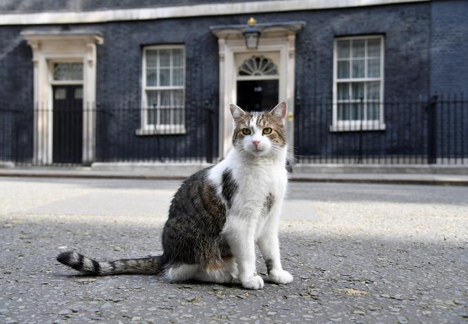 Larry ni samo odličen gostitelj, ampak tudi pozer. | Foto: Reuters