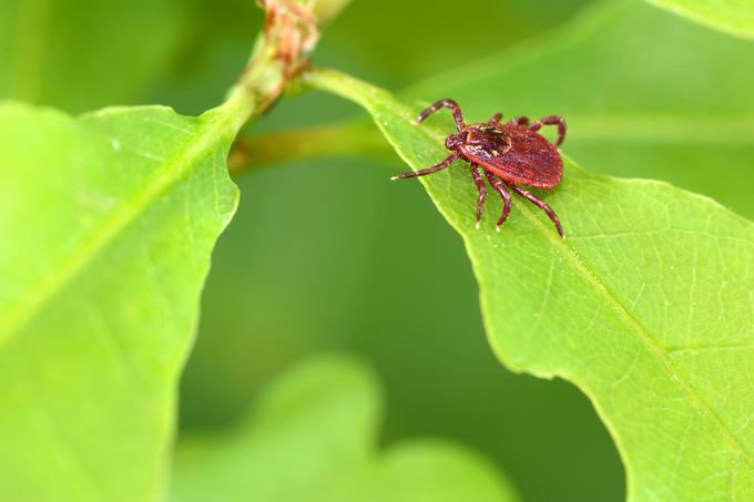 klopi | Foto: Thinkstock