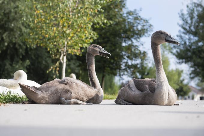 labodi Koseze Koseški bajer obročkanje | Foto: STA ,