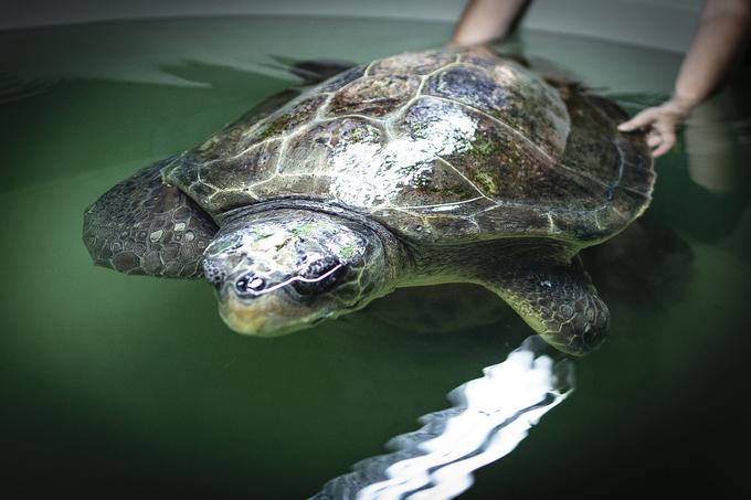 Glavata želva v obdobju svojega dolgega življenja med iskanjem hrane prepotuje velike razdalje. Ime je dobila po zelo veliki glavi z močnim kljunom, ki je prilagojen za nabiranje nevretenčarjev z morskega dna. | Foto: Ana Kovač