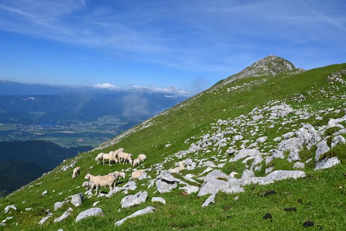 Travnata južna pobočja pred Velikim vrhom | Foto: Matej Podgoršek