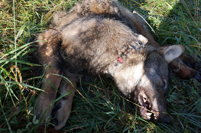 Volk. Volkovi. Odstrel. | O napadih divjih živali predvsem na drobnico so letos med drugim poročali iz občin Solčava in Gorje. | Foto Jaka Črtalič