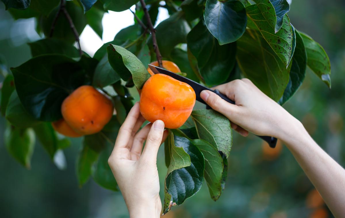 kaki | Organizatorji pripravljajo tudi tekmovanje za največji strunjanski kaki in razstavo likovnih del na temo kakija. | Foto Shutterstock