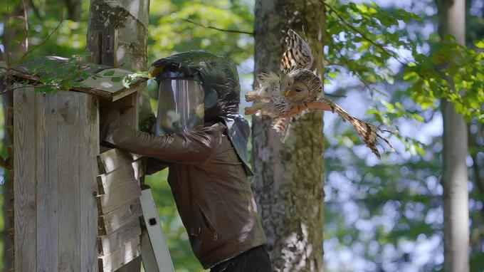 Biologi, ki raziskujejo življenje in navade sov kozač, so pogosto tarča njihovih napadov. Tukaj vidimo posebno čelado, s katero biolog zaščiti tako svojo glavo kot tudi sovo, ki ga besno napada, da bi ubranila mladiče. | Foto: Fivia