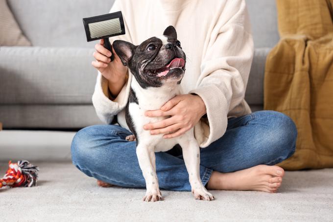 Francoski buldog | Foto: Shutterstock