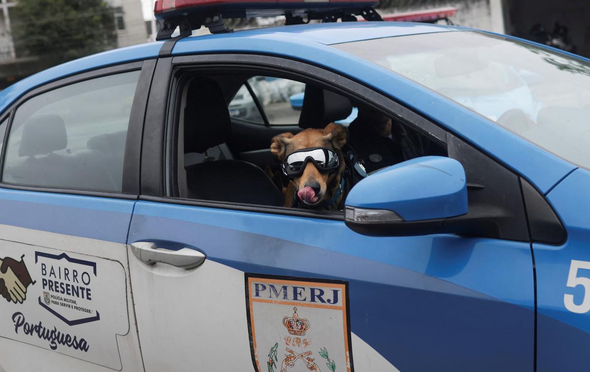 policijski pes, Brazilija | Zapuščenega in lačnega ga je rešil policist, zdaj pa je njegov službeni partner.   | Foto Reuters