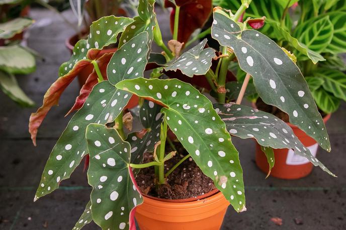 begonia maculata | Foto Getty Images