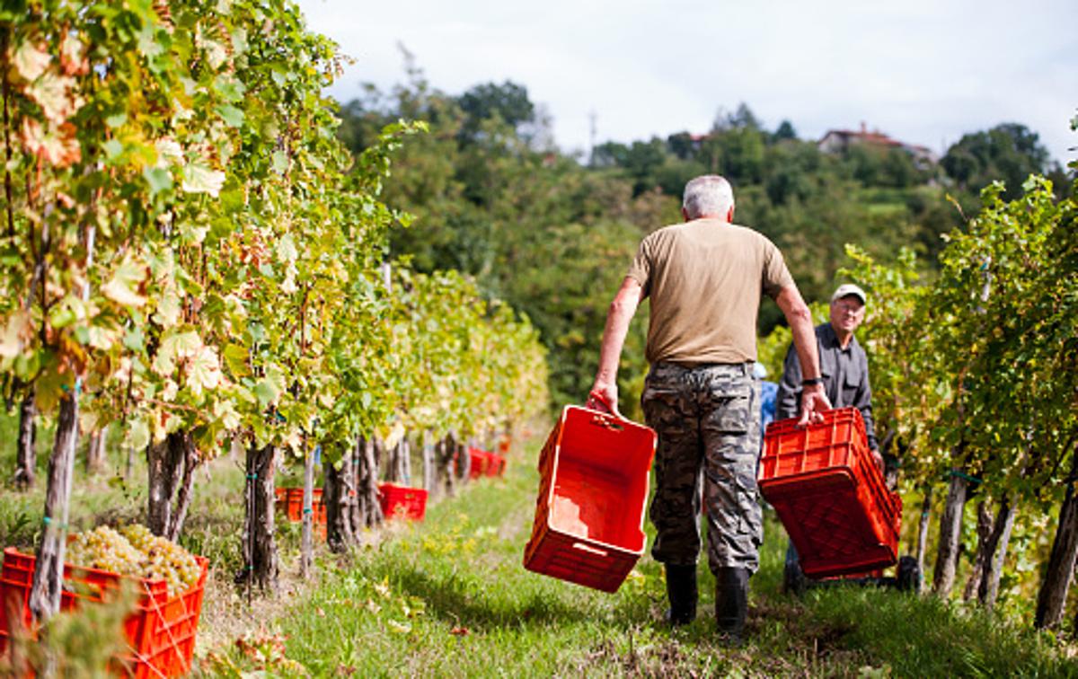 Vinograd | Za ustanovitev pokrajin so se na sredinem kongresu slovenski občin zavzeli predsedniki vseh treh združenj občin. | Foto Getty Images