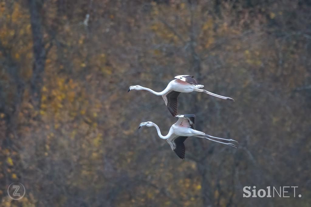 Flamingosi