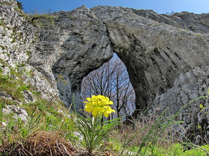 "Krasi ga zelo bogata flora, tudi favna, ampak še bolj cvetje. Zdi se, kot bi prišel v botanični vrt."  | Foto: Janez Medvešek