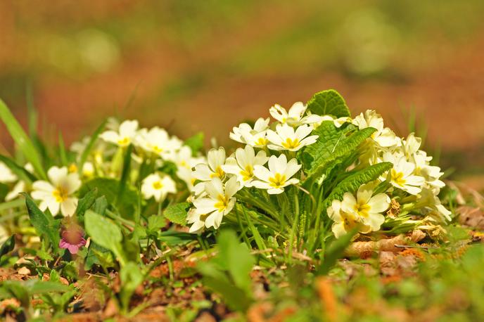 trobentice | Foto Thinkstock