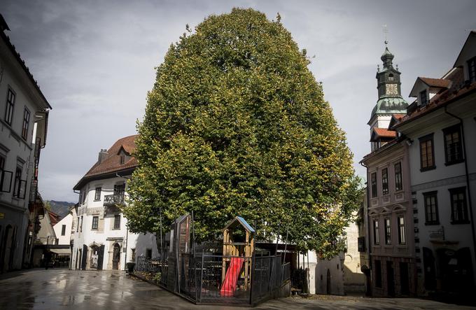 Ustavite se v priljubljeni slaščičarni pod ogromno lipo, ki je postala simbol mesta. | Foto: 