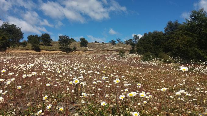 Na koncu sveta: Tierra del Fuego, čilska stran | Foto: Arhiv Tanje Cirman