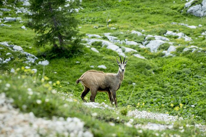 Pot na Zasavsko kočo na Prehodavcih (Prehodavci) | Foto: Ana Kovač