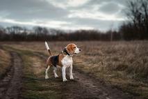 beagle, pes