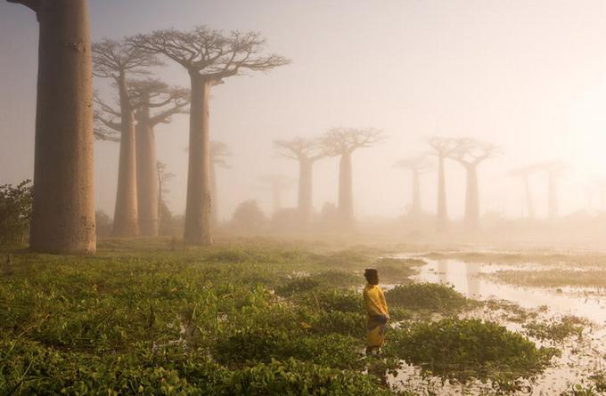 drevo | Foto: Marsel Van Oosten