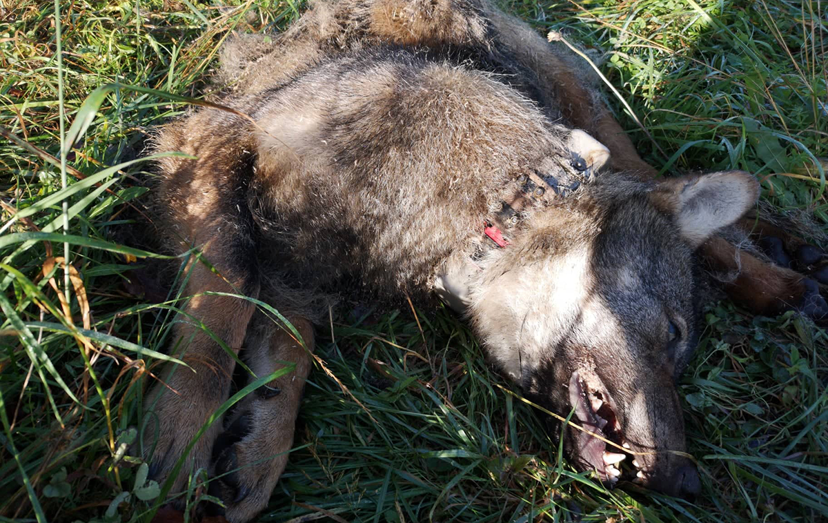 Volk. Volkovi. Odstrel. | O napadih divjih živali predvsem na drobnico so letos med drugim poročali iz občin Solčava in Gorje. | Foto Jaka Črtalič