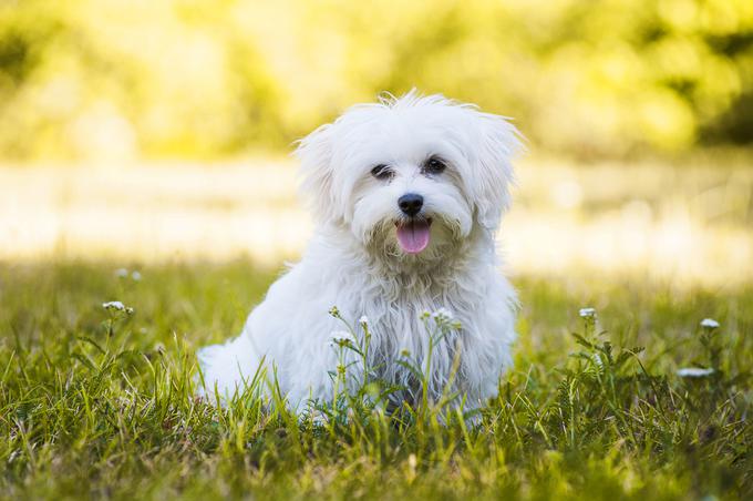 Tehtajo od tri do štiri kilograme. | Foto: Shutterstock