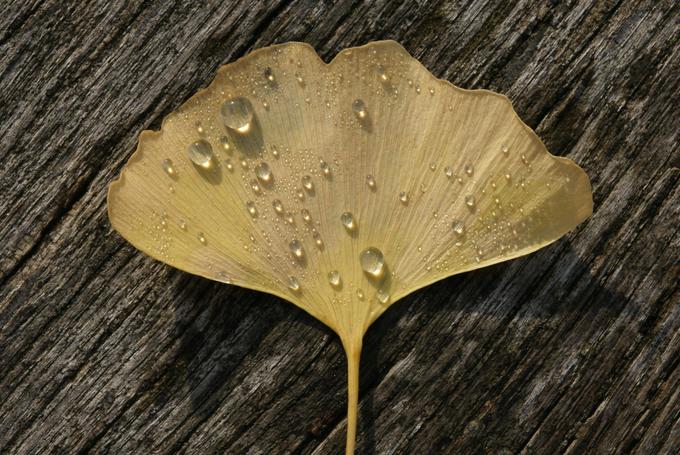 ginko gingko biloba drevo | Foto: Thomas Hilmes/Wikimedia Commons