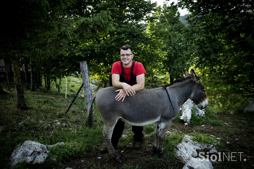 Družinska kmetija Sedmak pastirski psi tornjaki pes Pivka