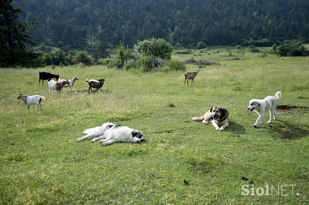 Družinska kmetija Sedmak pastirski psi tornjaki pes Pivka