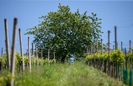 Ekološka kmetija Valentan Vodole Malečnik vino vinograd