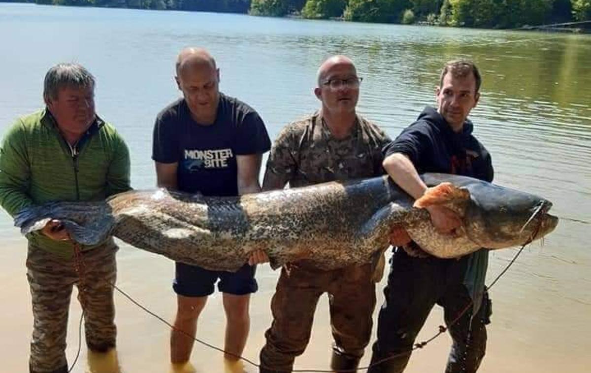 RD Celje, Maraton v somijadi | Rekordni som ujet v Šmartinskem jezeru je bil težak 84 kilogramov in dolg 2,48 metra. | Foto RD Celje