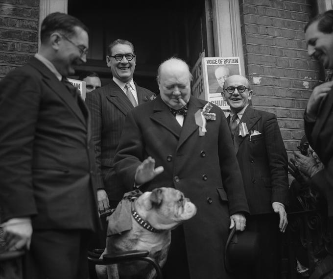 Churchill je dobil tudi vzdevek britanski buldog. Delno zaradi fizične podobnosti, delno zaradi značajske podobnosti, to je zagrizenosti in bojevitosti, s tem angleškim psom. Medtem ko je Hitler imel nemškega ovčarja Blondija, se je Churchill med vojno rad fotografiral skupaj z buldogom. Zanimivo pa je, da Churchill ni preveč cenil psov. Tako je nekoč rekel: "Vedno si zapomni, da nas mačka glede zviška, pes od spodaj navzgor, prašič pa nas pogleda naravnost v oči in ve, da je enak s človekom." Ni pa Churchill nikoli rekel, da so zaklali napačno svinjo, s čimer naj bi namignil, da ne bi smel iti v vojno s Hitlerjem, ampak uničiti Sovjetsko zvezo. | Foto: Getty Images