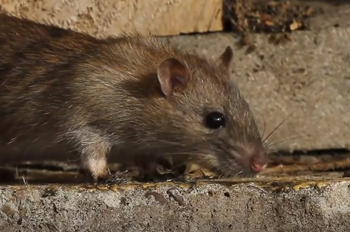 Podgana | Glodavci v kanalizacijskem omrežju ne živijo, se pa hodijo vanj prehranjevat, ker vedo, da tam najdejo hrano. Betonske cevi, ki sestavljajo večino ljubljanskega kanalizacijskega omrežja, zanje niso ovira, da pridejo do hrane. | Foto Planet TV