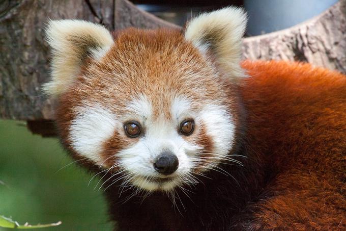 Mačji panda Magu | Foto: ZOO Ljubljana