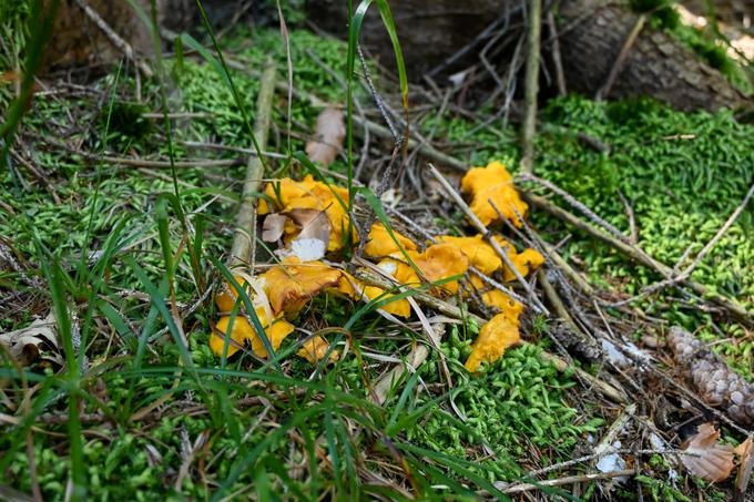 Morda najdete tudi kakšno lisičko. | Foto: Matej Podgoršek