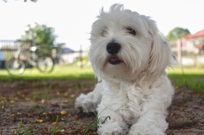 maltežani, pes, maltežan | Maltežanom so bile še posebej naklonjene aristokratske družine, zaradi česar je pasma dobila sloves spremljevalcev elite. | Foto Shutterstock