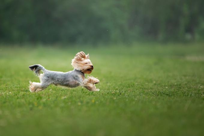 Yorkshirski terrier | Foto: Shutterstock