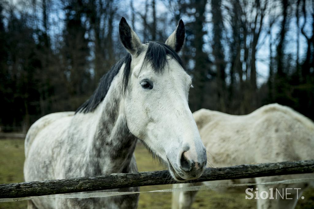 Tjaša Kersnik konji terapevtka