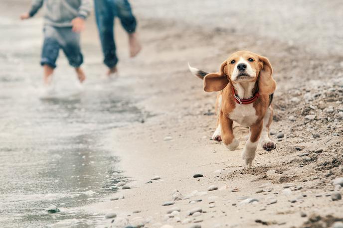 Kuža | V Povljani imajo posebno plažo, kjer je dovoljeno imeti psa. | Foto Shutterstock