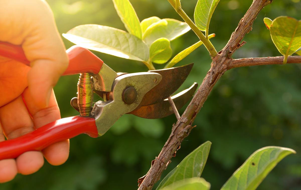 obrezovanje vrtnin | Foto Thinkstock